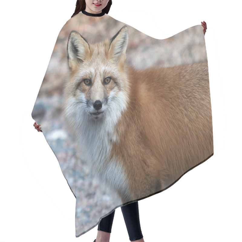 Personality  Fox Red Fox Animal  Close-up Profile View On A Rock In The Forest With Blur Background Its Surrounding And Environment, Displaying Its Fur, Head, Eyes, Ears, Nose, Paws, Bushy Tail. Hair Cutting Cape