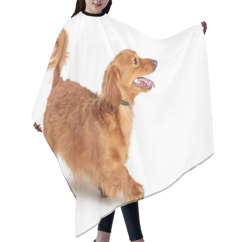 Personality  Cute Young Playful Longhair Dachshund Dog Walking Over White Background Hair Cutting Cape