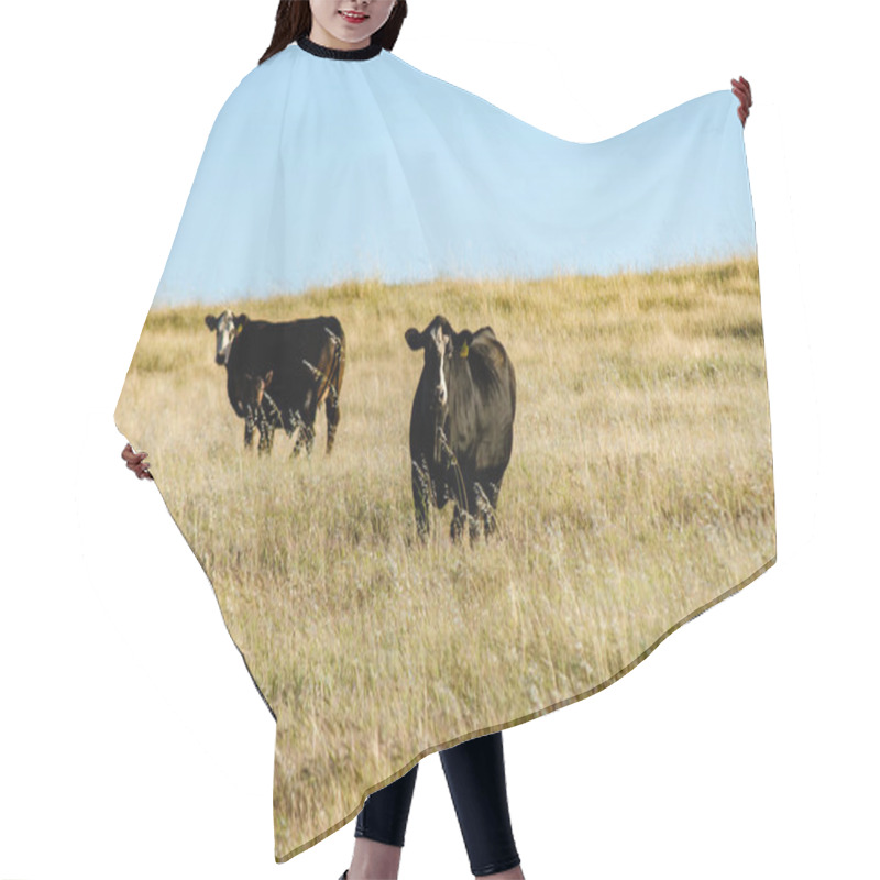 Personality  Cows Grazing In Acres Of Golden Grass On A Summer Evening Hair Cutting Cape