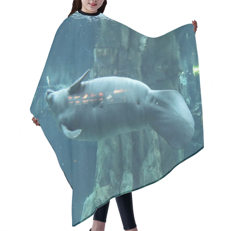 Personality  Herbivorous Marine Fish Manatee Aquarium Of Genoa Hair Cutting Cape