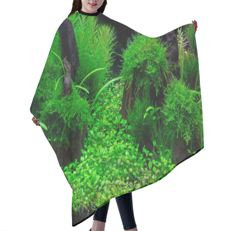 Personality  A Green Beautiful Planted Tropical Freshwater Aquarium Hair Cutting Cape