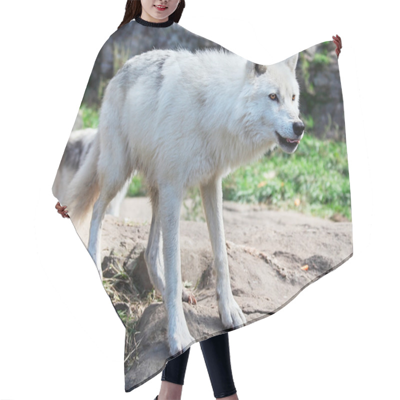 Personality  Arctic Wolf Standing On Rocks Hair Cutting Cape