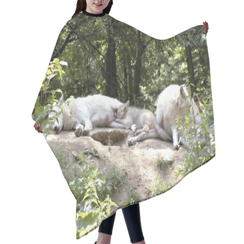 Personality  Family Of Polar Wolf (canis Lupus Tundrorum) Hair Cutting Cape