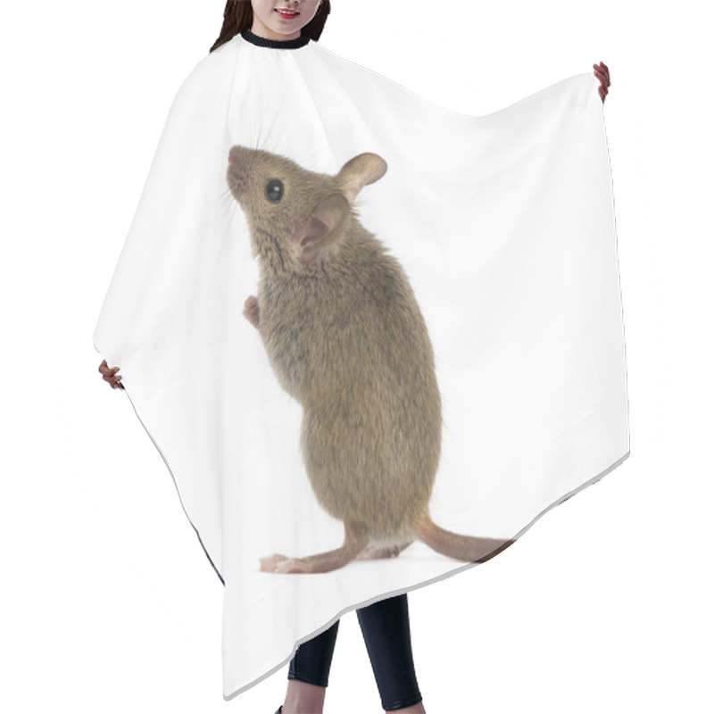 Personality  Wood Mouse Looking Up In Front Of A White Background Hair Cutting Cape