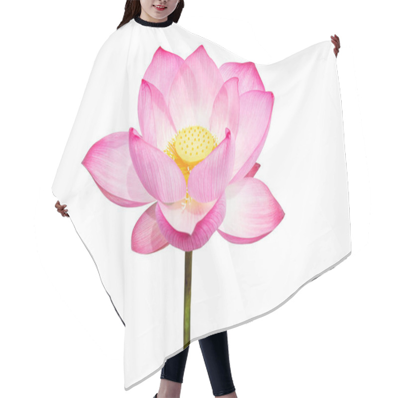 Personality  Lotus Flower Isolated On White Background. File Contains With Clipping Path So Easy To Work.Lotus Flower Isolated On White Background. File Contains With Clipping Path So Easy To Work. Hair Cutting Cape