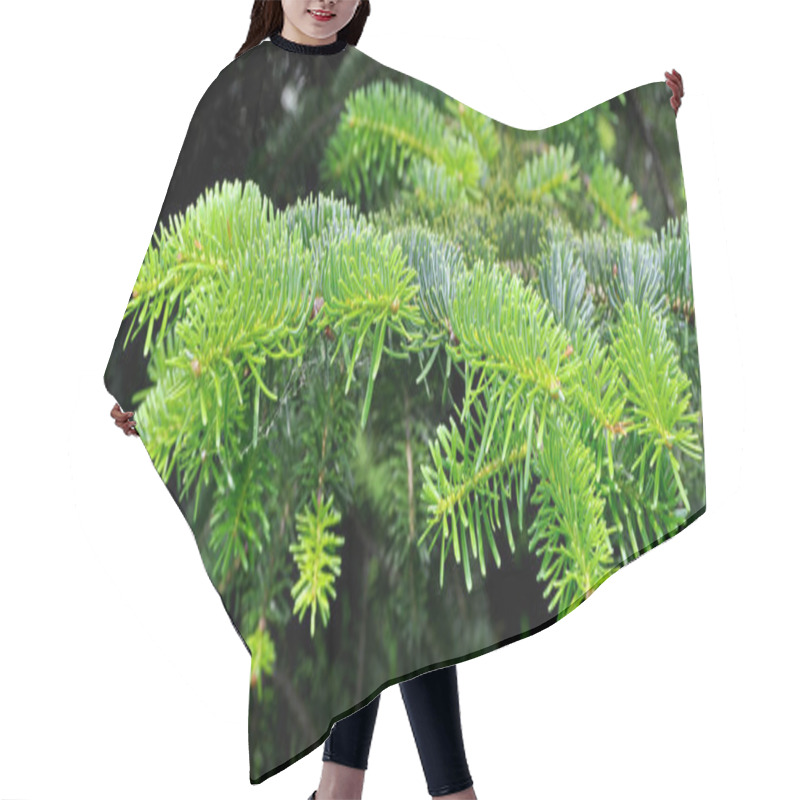 Personality  Needle Leaf Pine Tree In Its Natural Environment, Green Pine Tree In Nature Hair Cutting Cape