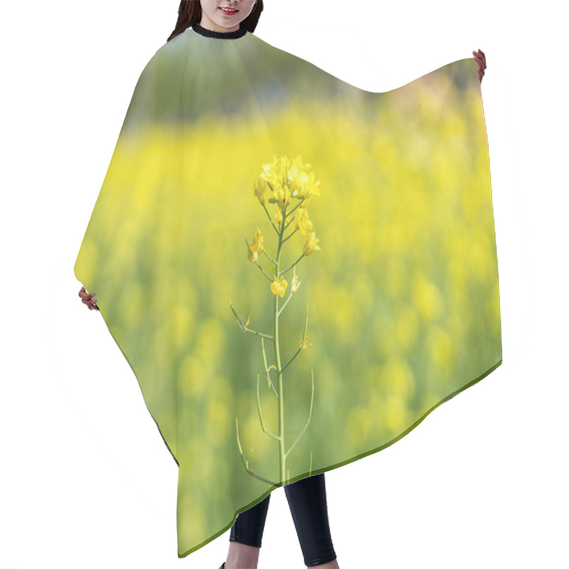 Personality  Canola Flowers In A Field Hair Cutting Cape