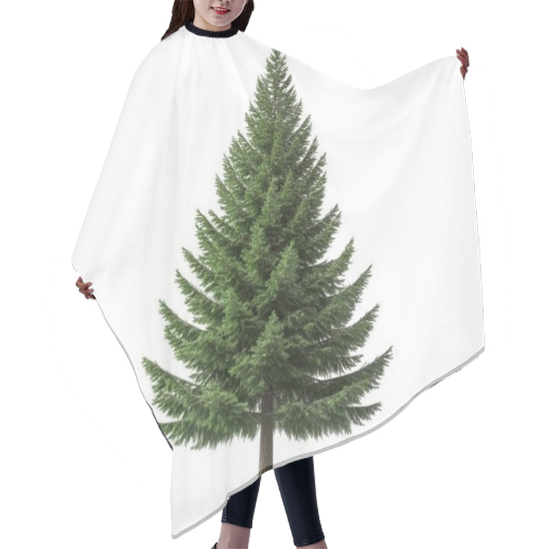 Personality  A Tall Green Pine Tree With A Full Canopy, Standing Elegantly Against A White Background. Hair Cutting Cape