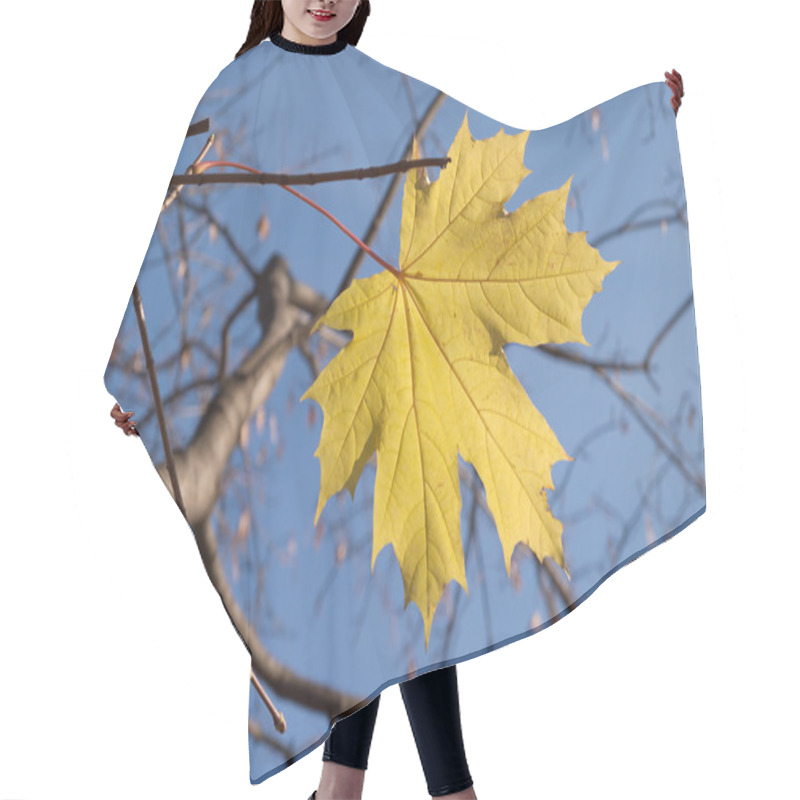 Personality  Last Yellow Maple Leaf On Tree In Autumn Hair Cutting Cape