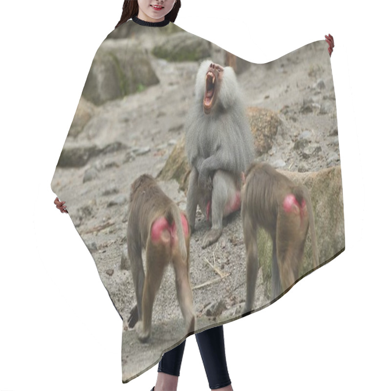 Personality  Majestic Hamadryas Baboon In Captivity. Wild Monkeys In Zoo. Beautiful And Also Dangereous Animals. African Wildlife In Captivity. Hair Cutting Cape