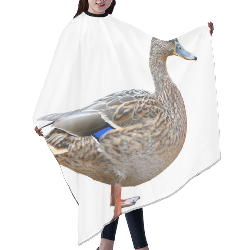 Personality  Female Mallard With Clipping Path, Standing In Front Of Isolated On White Background Hair Cutting Cape