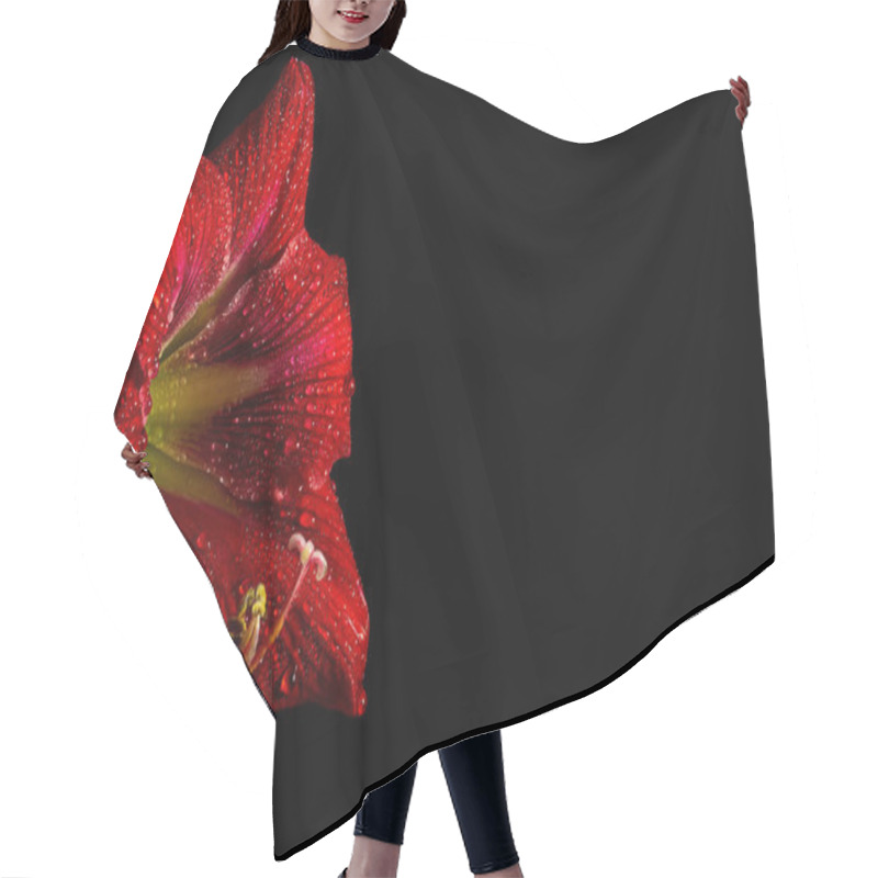 Personality  Vibrant Red Amaryllis Flower On Black Background, Showcasing Delicate Beauty In Nature. Hair Cutting Cape