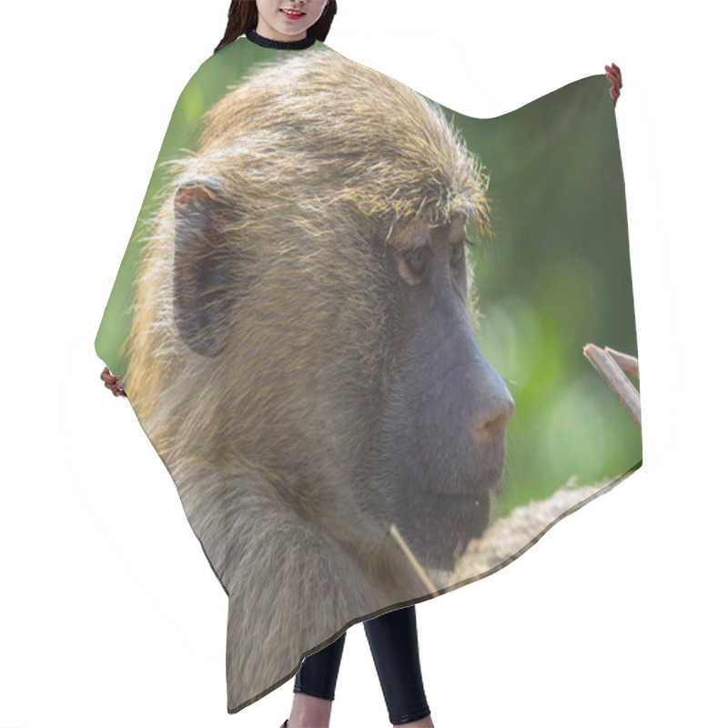 Personality  Portrait Of Small Yellow Baboon With Blured Background Hair Cutting Cape