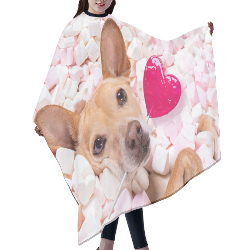 Personality  Chihuahua Dog Looking And Staring At You   ,while Lying On Bed Full Of Marshmallows As Background  , In Love, Pink Lolly Or Lollypop Hair Cutting Cape