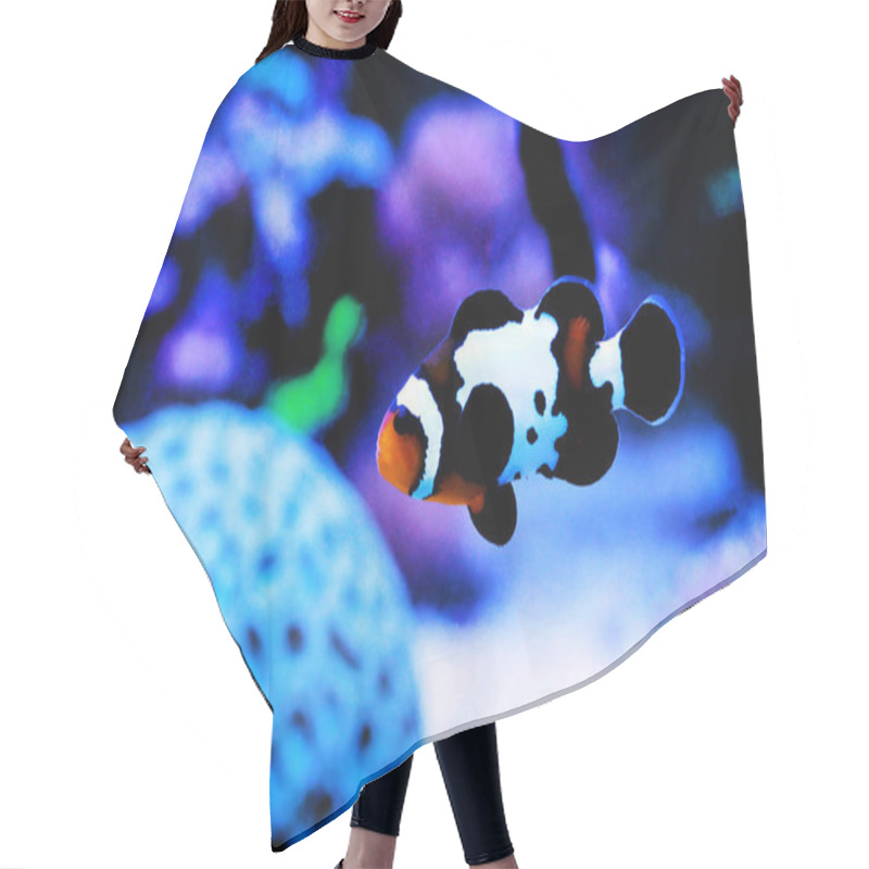 Personality  Black Ice Snowflake Ocellaris Clownfish - Amphiprion Ocellaris Hair Cutting Cape