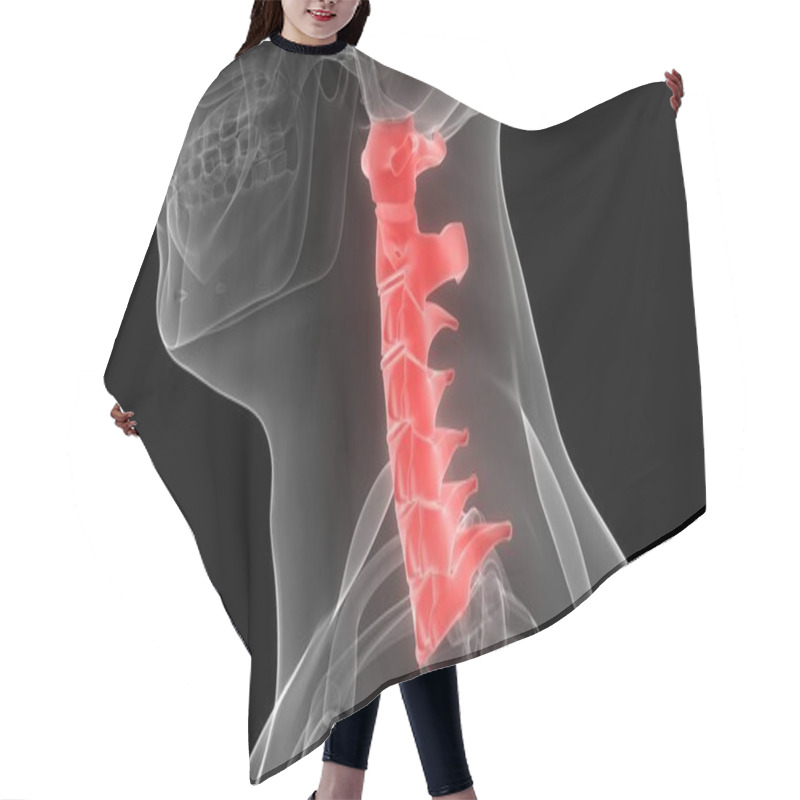 Personality  Vertebral Column Cervical Vertebrae Of Human Skeleton Anatomy X-ray 3D Rendering Hair Cutting Cape