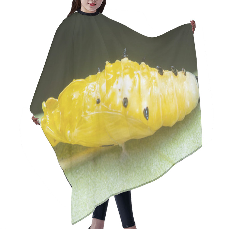 Personality  Close Up Of The Yellow Comon Jezebel Larva. Hair Cutting Cape