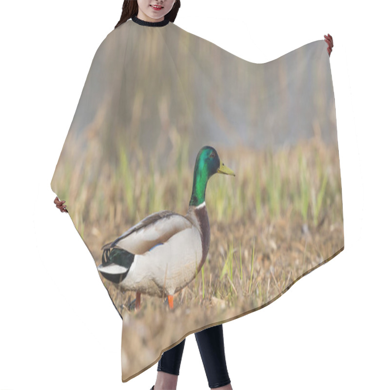 Personality  Male Mallard Duck (anas Platyrhynchos) Standing In Meadow In Sunlight Hair Cutting Cape