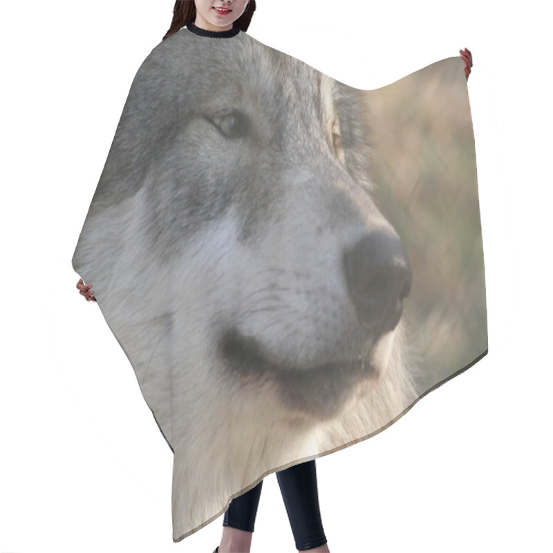 Personality  Grey Wolf, Canis Lupus Hair Cutting Cape