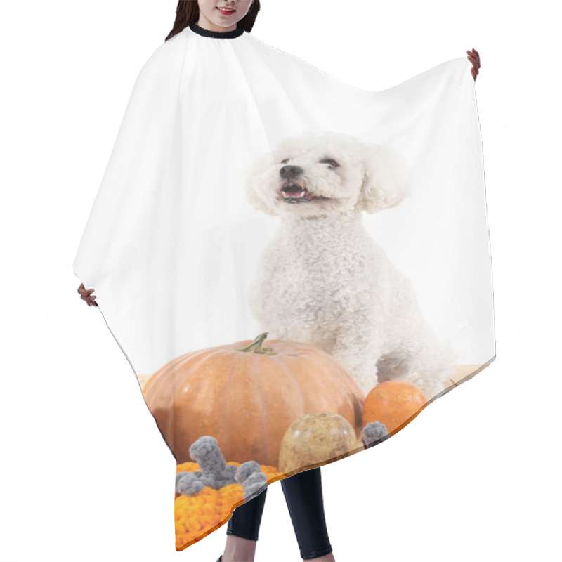 Personality  Cute Little Dog With Mushrooms And Pumpkins Sitting On Brown Wooden Table Against White Background. Thanksgiving Day Celebration Hair Cutting Cape