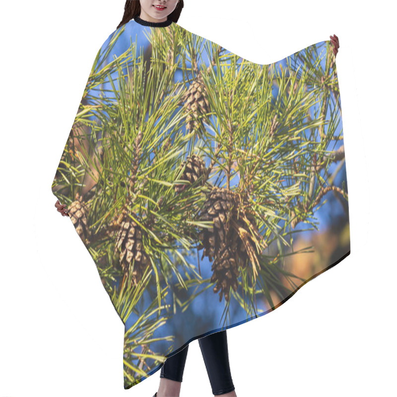 Personality  Close-up On A Pretty Pine Cone Hanging From Its Branch And Surrounded By Its Green Thorns. Pine Cone, Pine Thorns, Pine Branch And Blue Sky. Hair Cutting Cape