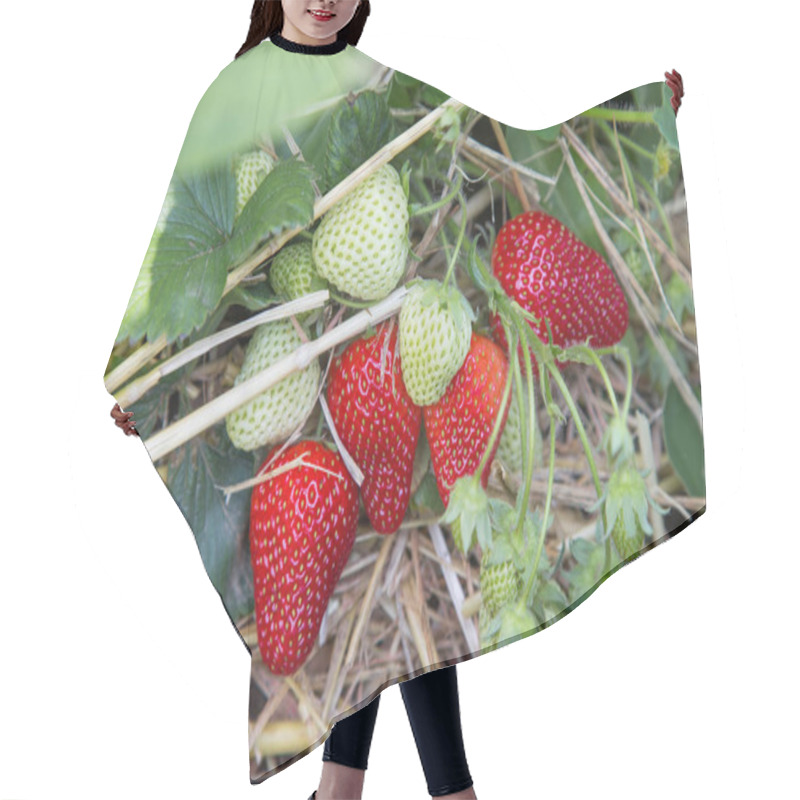 Personality  Strawberry Plant With Berries On A Straw Bed Hair Cutting Cape