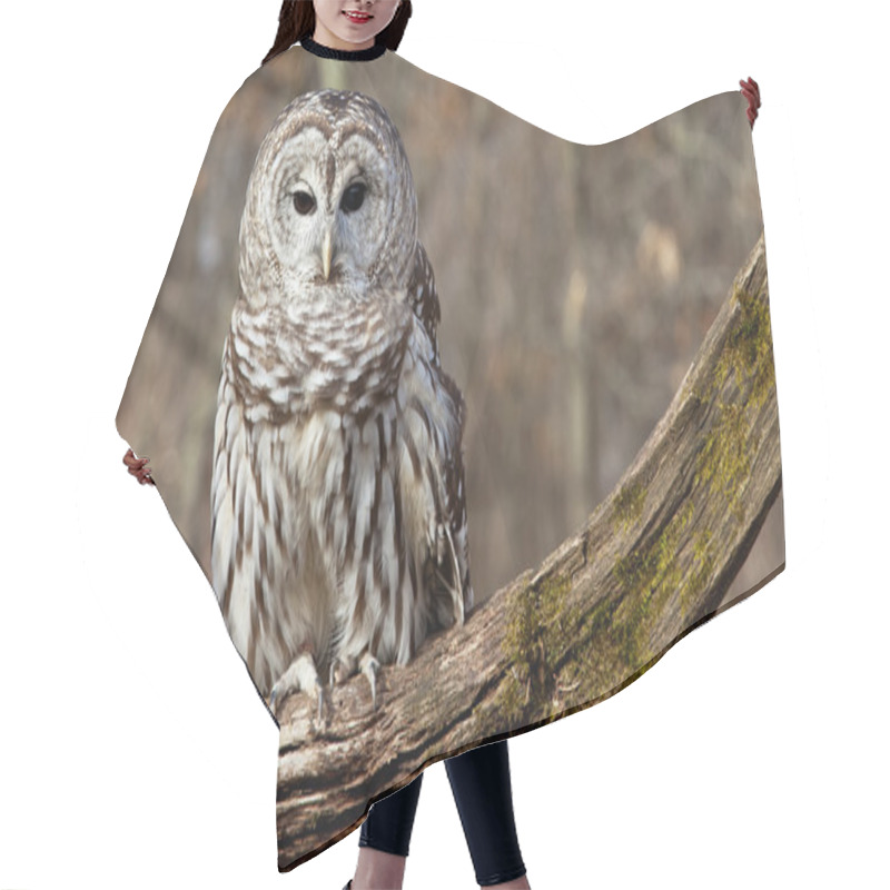 Personality  Barred Owl Hair Cutting Cape