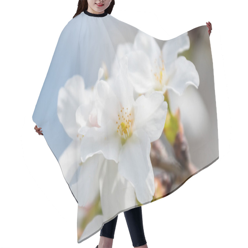 Personality  Sakura Cherry Blossoms Hair Cutting Cape