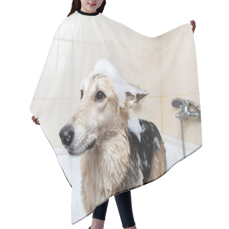 Personality  Side View Of A Mixed Breed Shepherd Dog Taking A Shower With Soap And Water Hair Cutting Cape