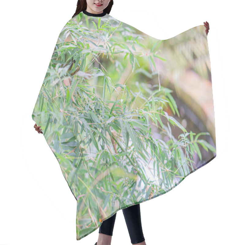 Personality  Image Shows Lush Greenery With Layered Bamboo Leaves, Creating A Green Tapestry Other Plants Add Texture And Depth Possible Water Source Nearby Pond Or Stream Soft Lighting Indicates Overcast Da Hair Cutting Cape