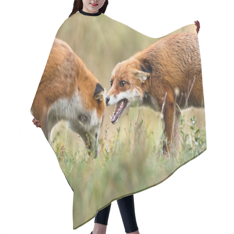 Personality  Two Red Fox Fighting On Meadow In Autumn Nature. Hair Cutting Cape