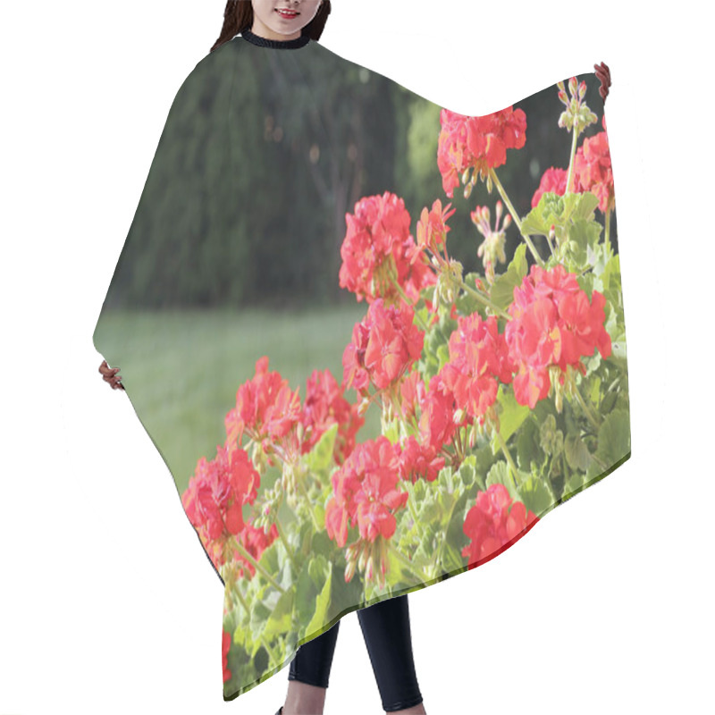 Personality  Geranium Bushes With Its' Beautiful Flowers Hair Cutting Cape