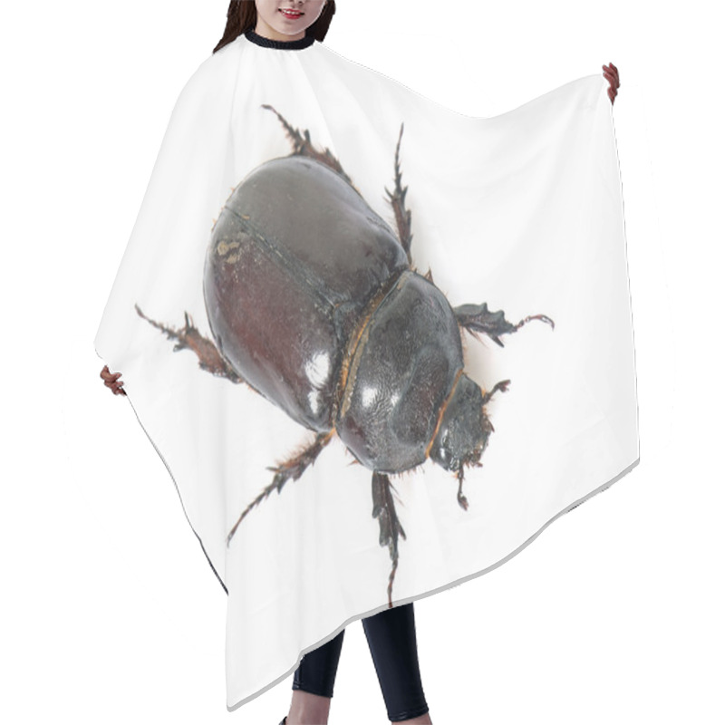 Personality  Female European Rhinoceros Beetle Hair Cutting Cape