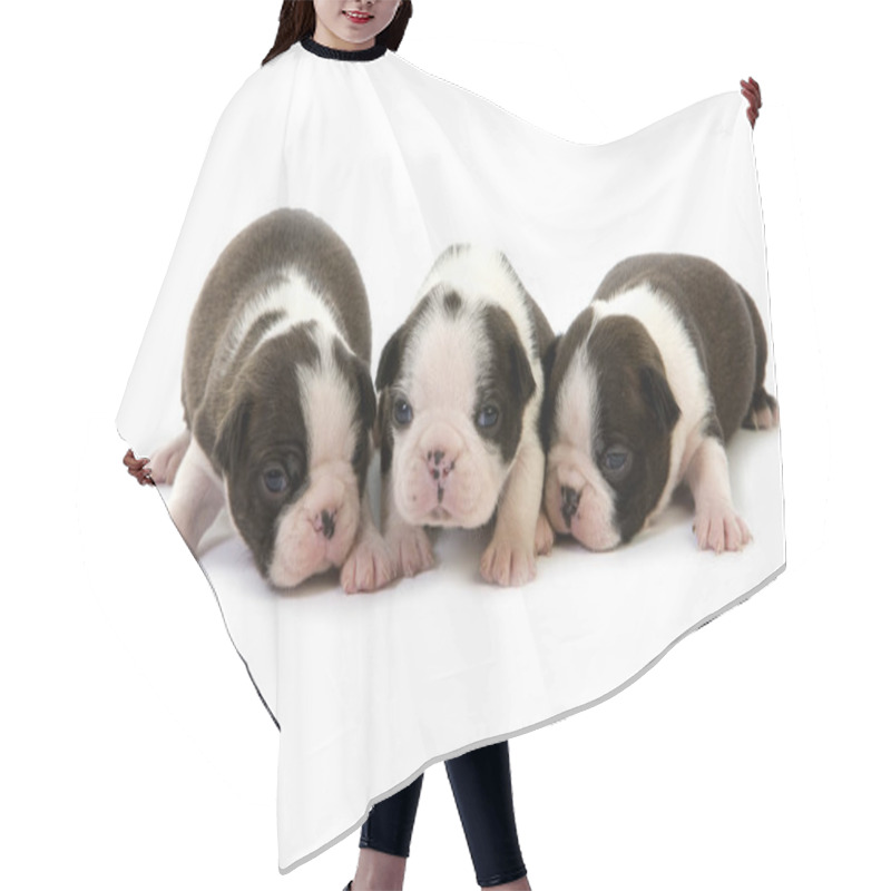 Personality  Boston Terrier Dog, Pups Standing Against White Background   Hair Cutting Cape