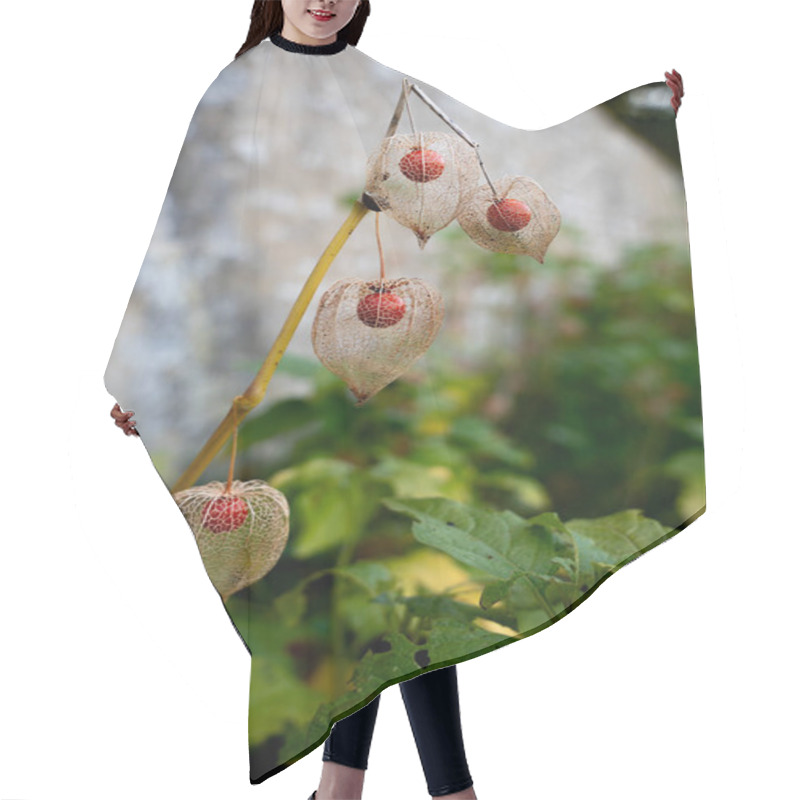 Personality  Cluster Of Transparent Physalis Pods With Red Berries Hair Cutting Cape