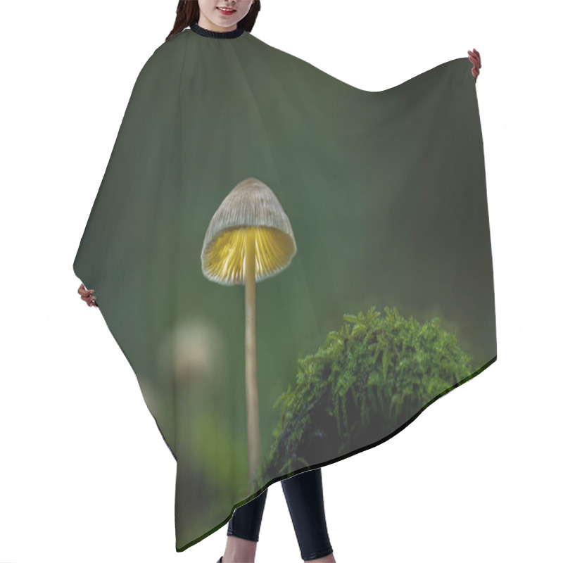 Personality  Fantasy Mushrooms Glowing In A Dark Magical Enchanted Woodland. Hair Cutting Cape