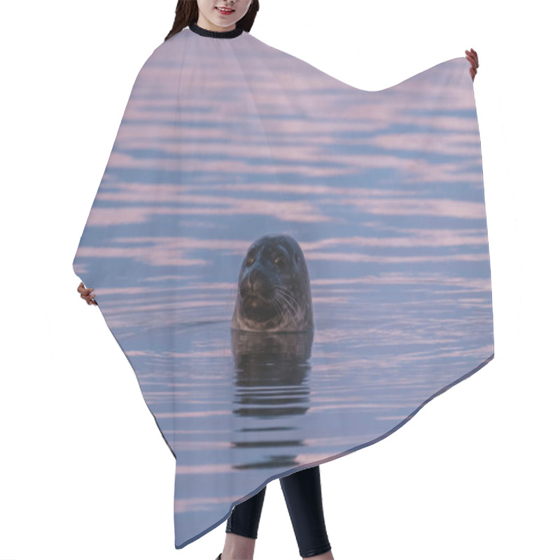 Personality  Harbor Seal Peeking Out Of The Calm Water At Jokusarlon Glacier Lagoon, Southeast Iceland, During A Colorful Evening. Hair Cutting Cape