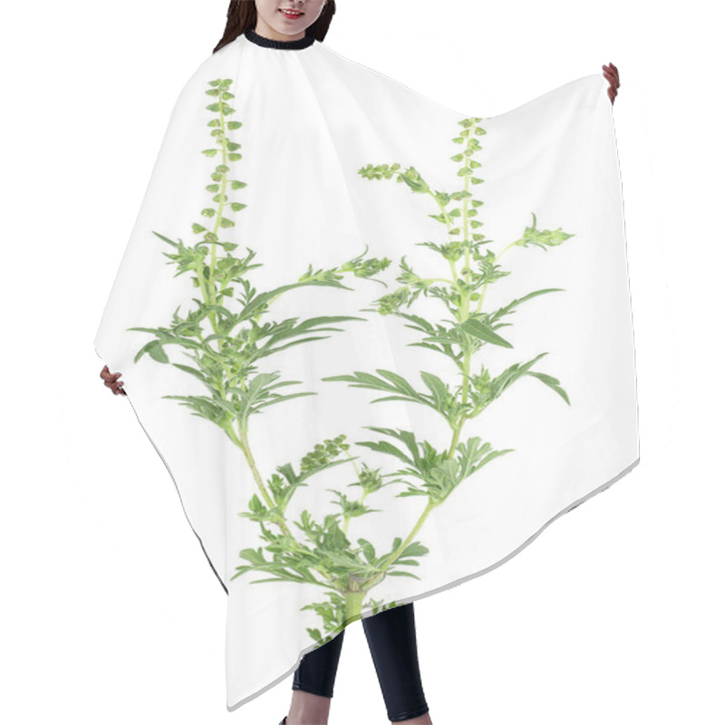 Personality  Branch Of Ambrosia Plant Isolated On A White Background. Ragweed Bush. Allergy-causing Plant. Weed Bursages. Hair Cutting Cape