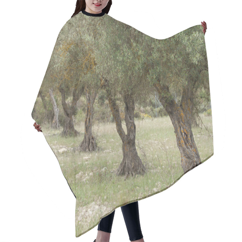 Personality  Olive Orchard For The Manufacture Of Oil, Alcoy, Spain Hair Cutting Cape