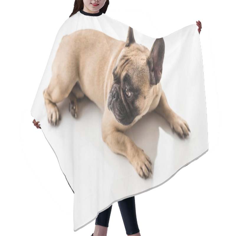 Personality  French Bulldog  Hair Cutting Cape