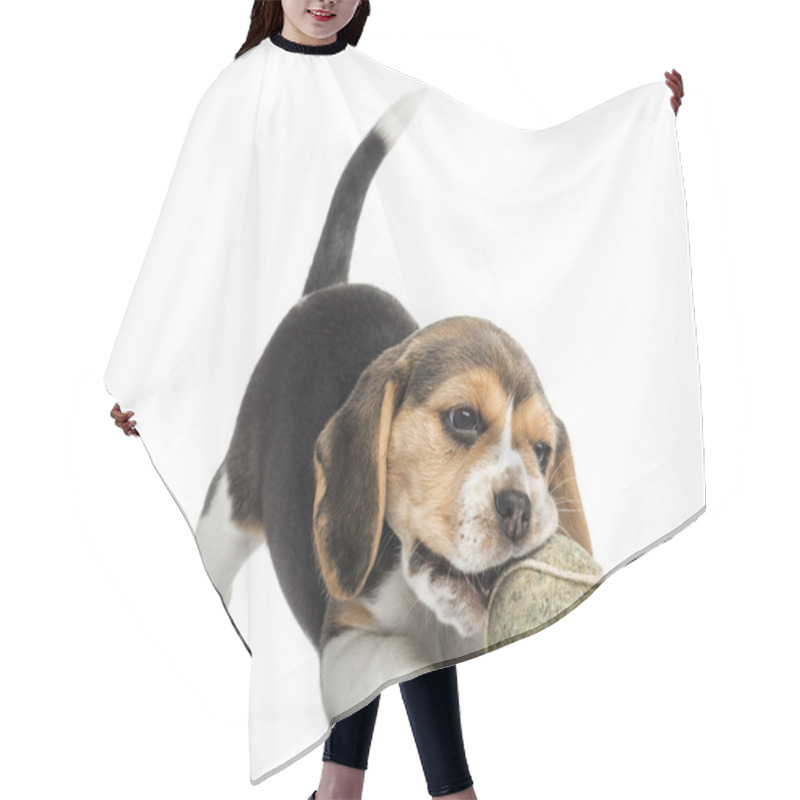 Personality  Front View Of A Beagle Puppy Playing With A Tennis Ball, Isolate Hair Cutting Cape