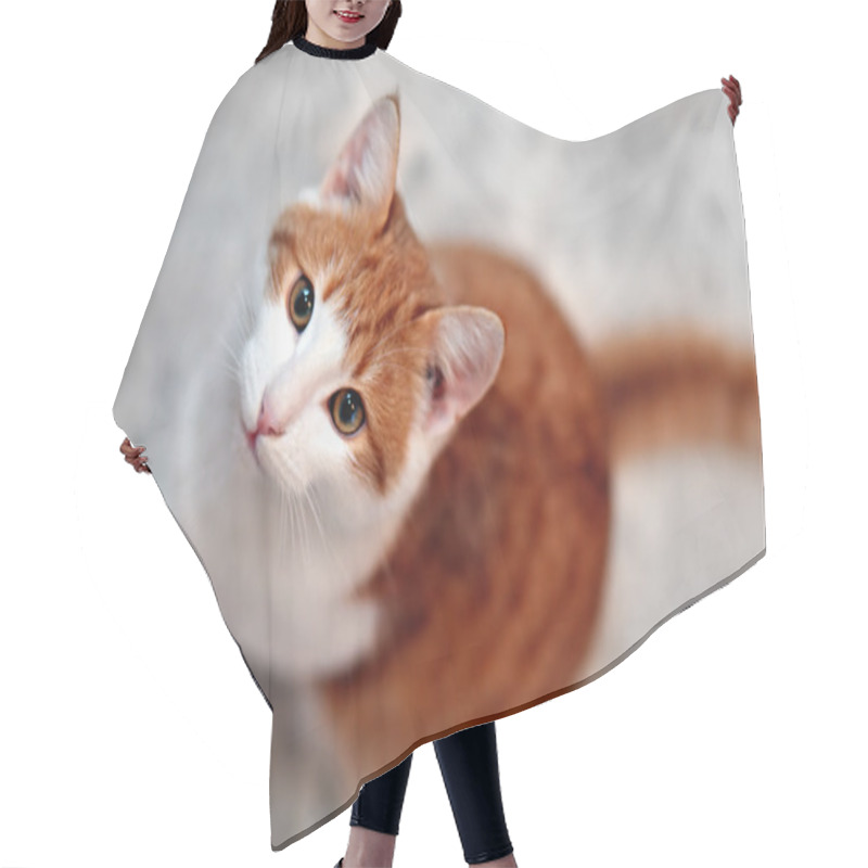 Personality  Young Hungry Cat Hair Cutting Cape