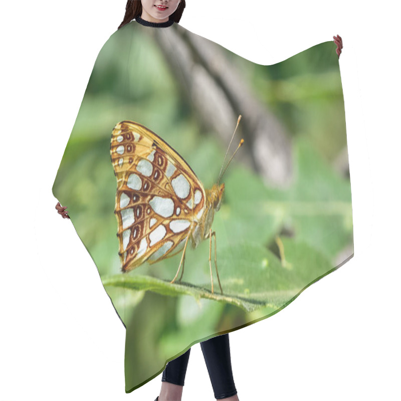 Personality  Photos Of Butterflies Feeding On Flowers Hair Cutting Cape