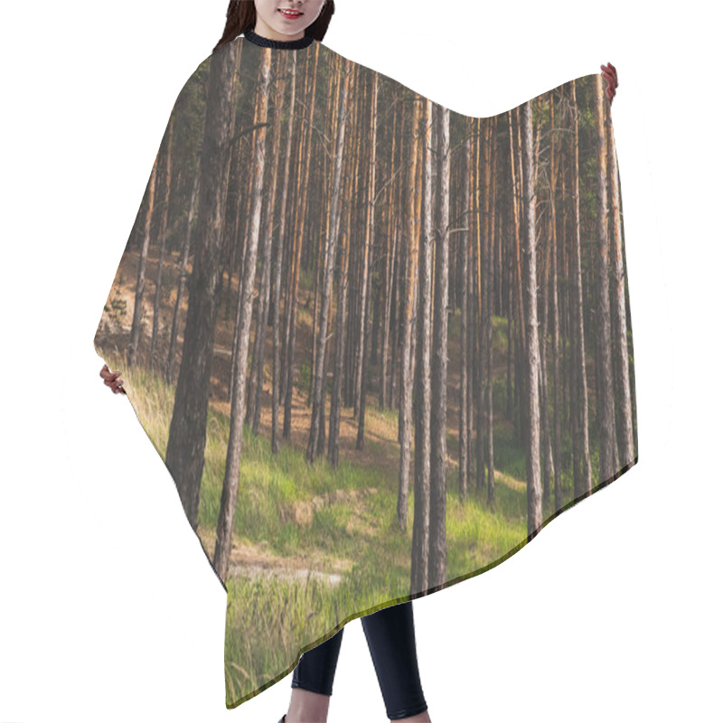 Personality  Tree Trunks Near Green And Fresh Grass In Woods  Hair Cutting Cape