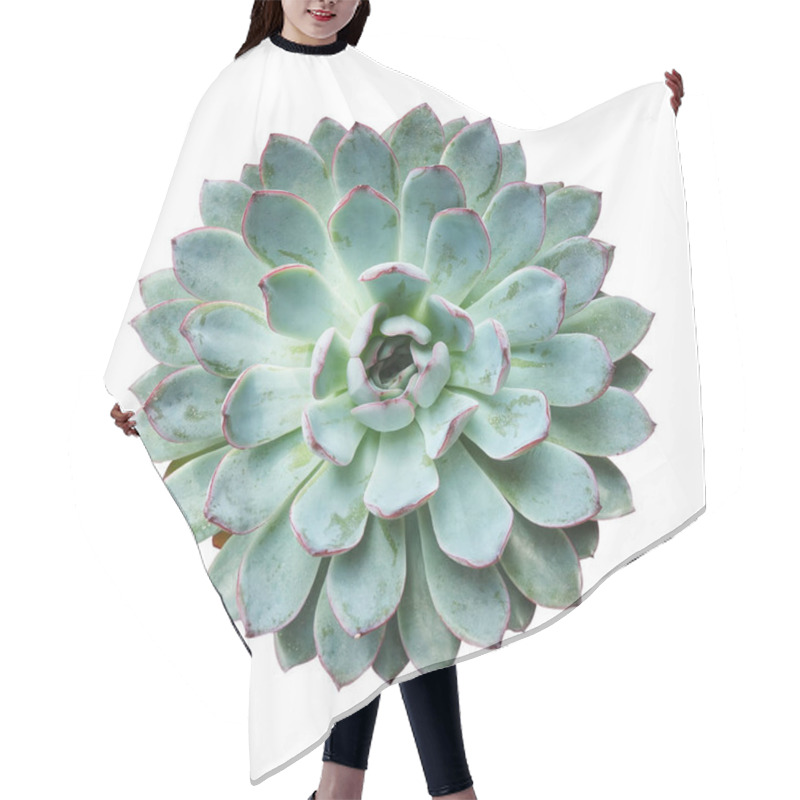 Personality  Miniature Succulent Plants Isolated Hair Cutting Cape