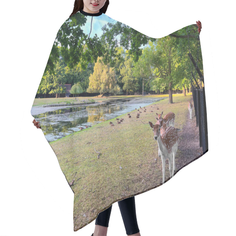 Personality  Cute Small Deer And Ducks Outdoors Near River Hair Cutting Cape