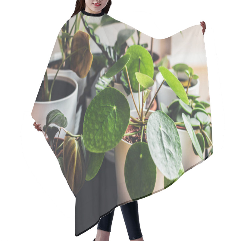 Personality  Exotic Houseplants In White Pots Arranged On A Metal Plant Stand  In An Urban Apartment. Hair Cutting Cape