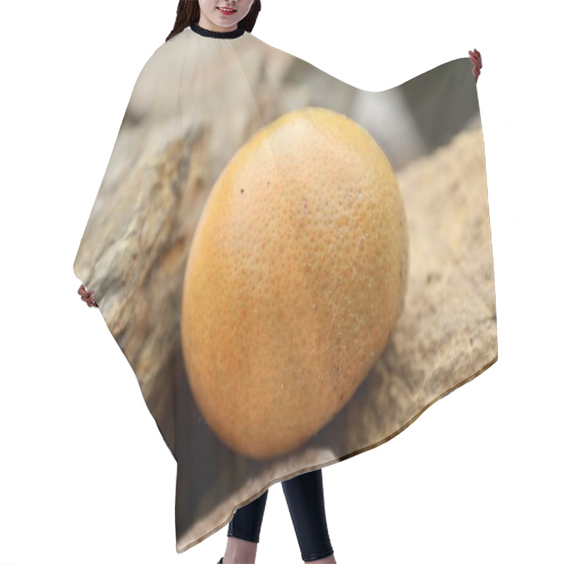 Personality  Orange On Rocks. High Quality Photo Hair Cutting Cape