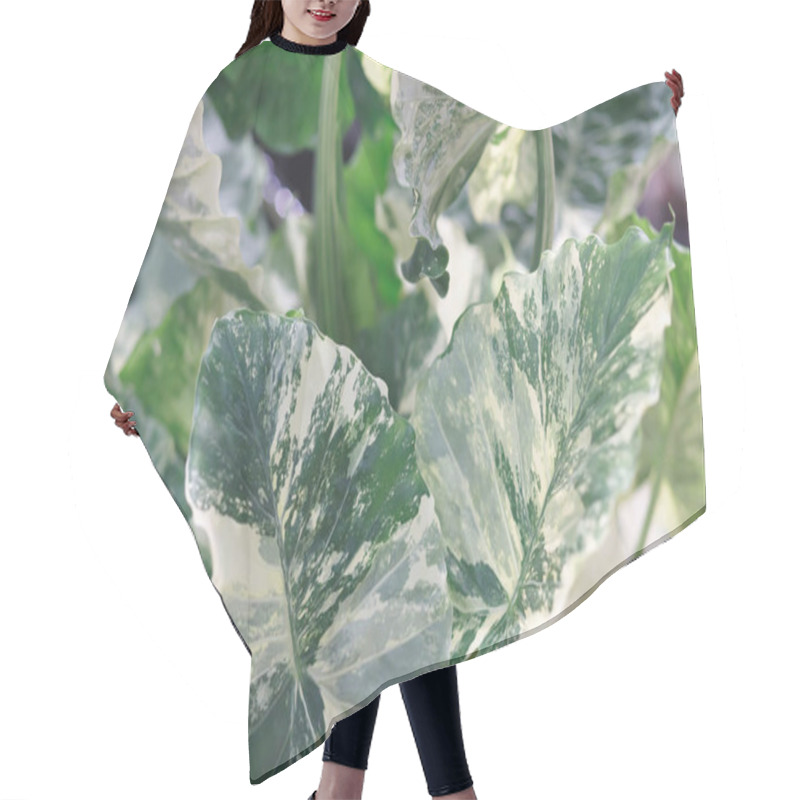 Personality  Background Alocasia Macrorrhizos Variegated Is An Ornamental Plant With Beautiful Natural Green-yellow-spotted Leaves. Hair Cutting Cape