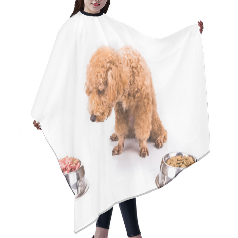 Personality  Poodle Dog Choosing Between Raw Meat Or Kibbles As Meal Hair Cutting Cape